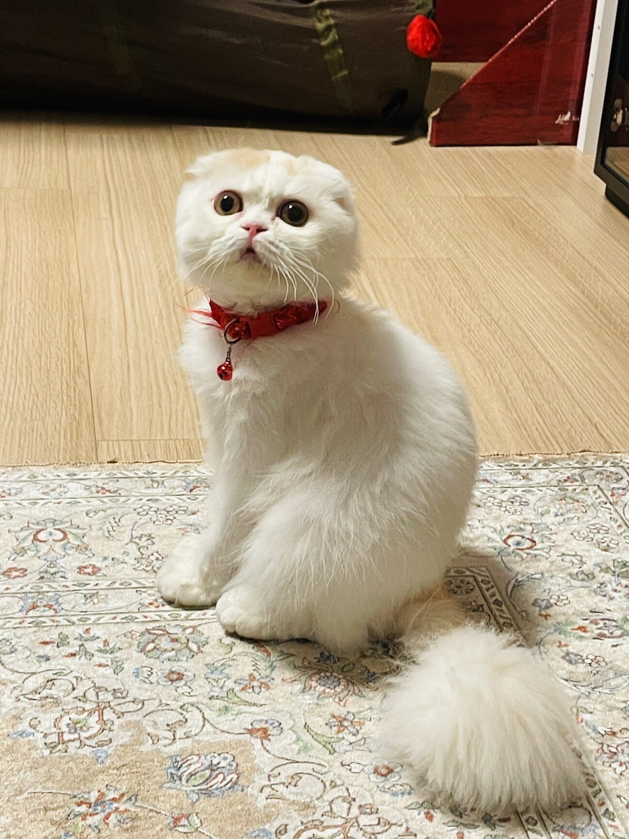 一時お見合い停止 スコ 東京都 猫の里親募集 ペットのおうち 月間利用者150万人