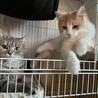 あやれぼ