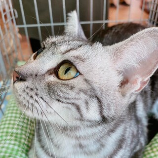 淡路っ子♬アメちゃん♪里親絶賛募集中！