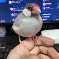 大体生後1年ぐらいのシルバー文鳥　オス