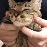 の写真