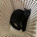 元気いっぱいメスの黒猫ちゃん