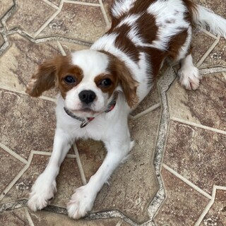 募集停止可愛いお顔のシナモンちゃん❣️