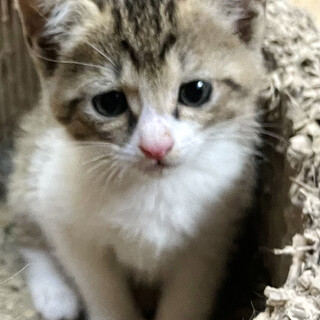 里親様が見つかりました！