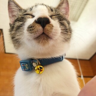①白キジ　くっつき虫　甘えん坊　オス5ヶ月 ムッチ