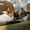 くぼんどる