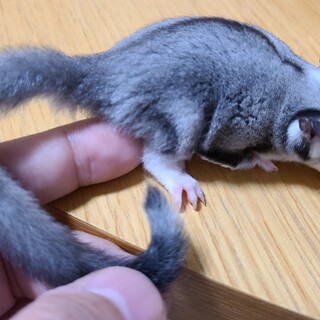 【里親募集】フクロモモンガ