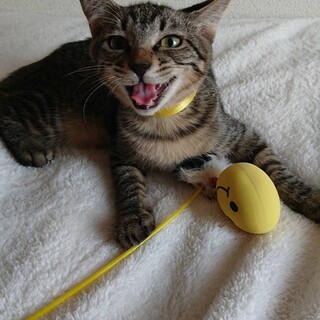 元気な男の子です里親募集！