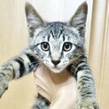 キジ黒キジ黒キジ全部♂　お見合い可能です❣️