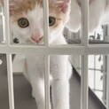 茶白のロー君