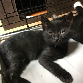 猫の里親募集情報 :: ペットのおうち【月間利用者150万人！】