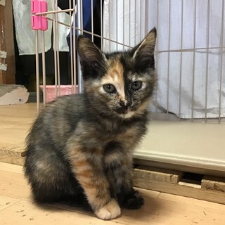 物おじしない行動派♥２ヶ月齢♥ちいちゃん