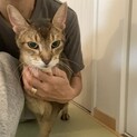 アビシニアン×シンガプーラMixシニア猫ぽん♂