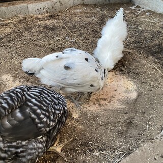 鶏里親募集！烏骨鶏♀アローカナ♀岡崎おうはん♀