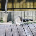 生後2ヶ月弱只今中止中です