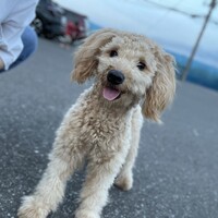 チャーリー
