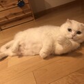 スコティッシュフォールド4歳メス、オッドアイです。