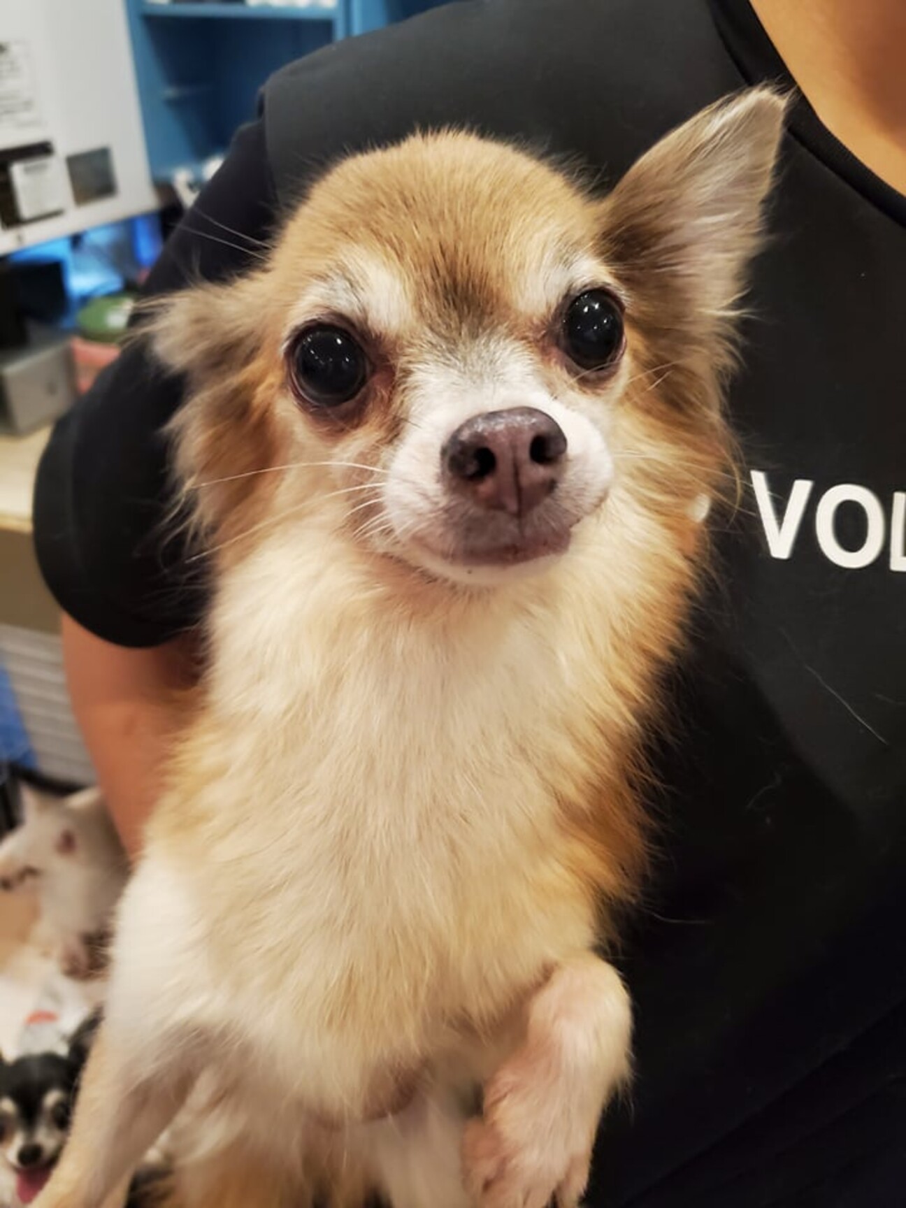 ロングコートチワワ そよ 兵庫県 犬の里親募集 ペットのおうち 月間利用者150万人