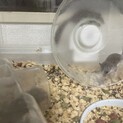 アフリカヤマネの親子 3匹