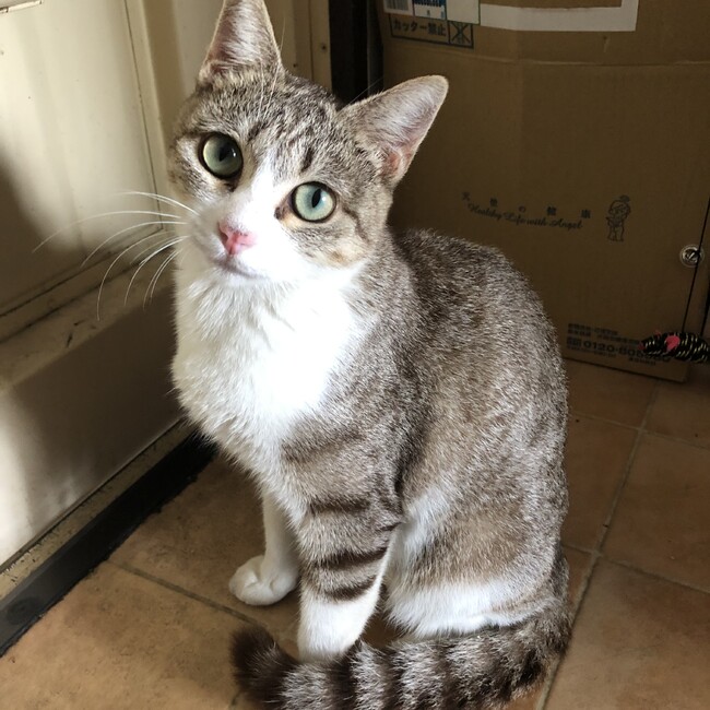 トラちゃん応援団のカバー写真