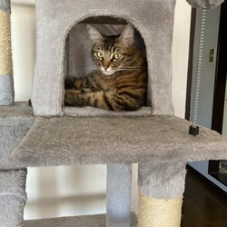 世界のニャ窓から