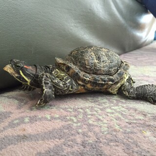 ミドリガメ