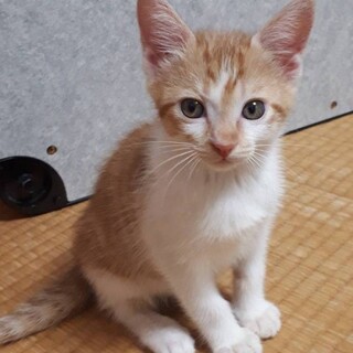 募集停止❤️茶白男子ティア