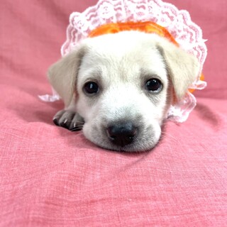 保健所からレスキューした子犬♀花