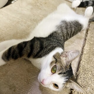 ◉キジシロのバビちゃん