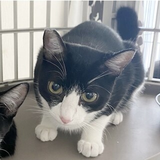 ◉ハチワレのハチ君