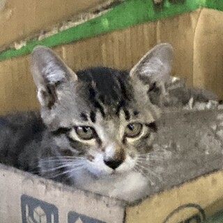 元気なサバトラの女の子！