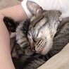 おみにゃん