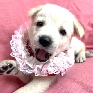 保健所からレスキューした子犬♀なな