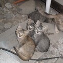 野良の子猫7匹