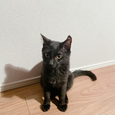 子猫からの成長