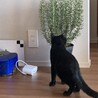 「すんすん」