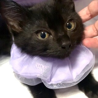 ふわふわ甘えん坊♡てんちゃん♂