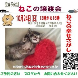 阪急千里山線　吹田駅近く　ねこの譲渡会