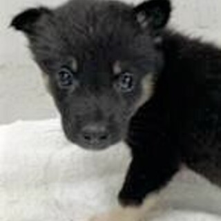◆可愛い子犬◆を家族に迎えませんか？ No381