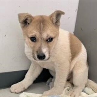 ◆可愛い子犬◆を家族に迎えませんか？ No382