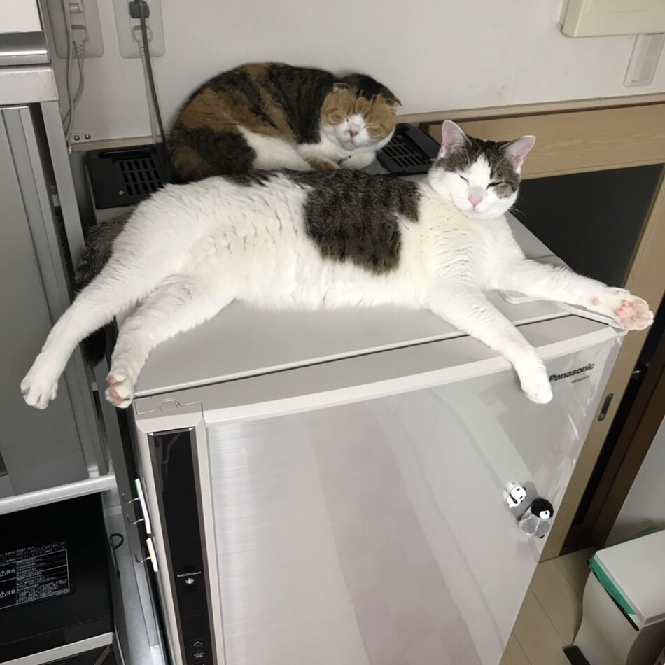はっさくくんのカバー写真