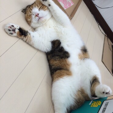 可愛い♡