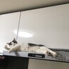 小顔なのです♡