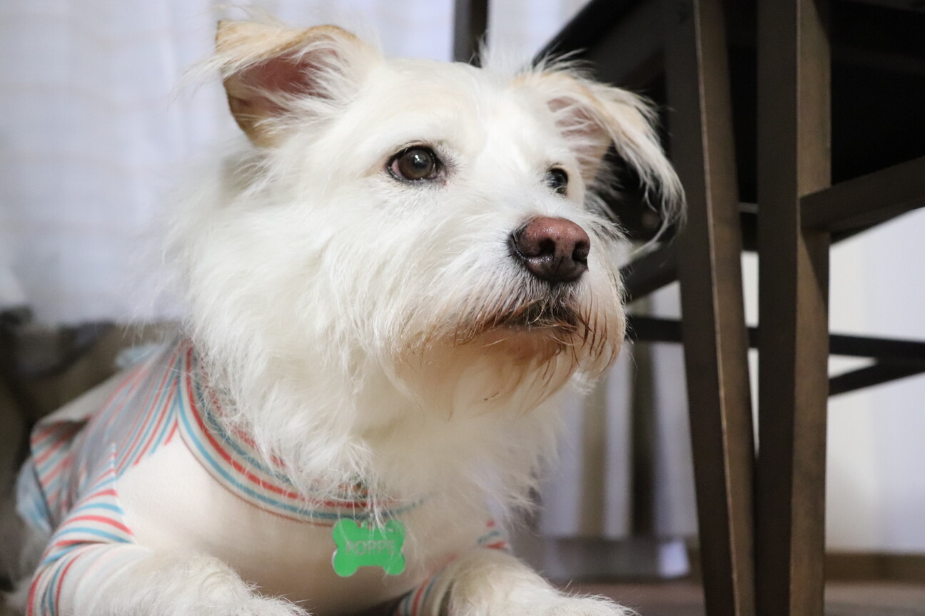 怖がりなテリア系ミックス 福岡県 犬の里親募集 ペットのおうち 月間利用者150万人