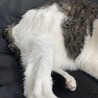 ガサツな性格なのでお毛毛のお手入れはこれで完璧です。
