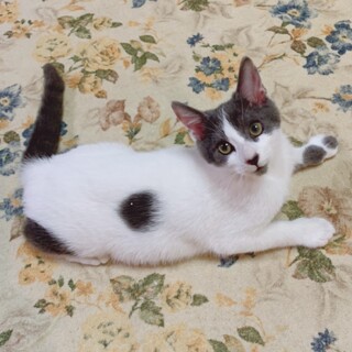 人懐こく可愛い子猫"ジン"くん(3ヶ月半齢)