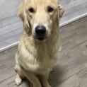 体格がいい男の子のゴルパピー！