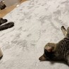 人が大好きプードルの女の子 サムネイル4