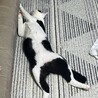 の写真