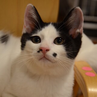 特徴的な模様で短尾がかわいい⭐︎テンくん